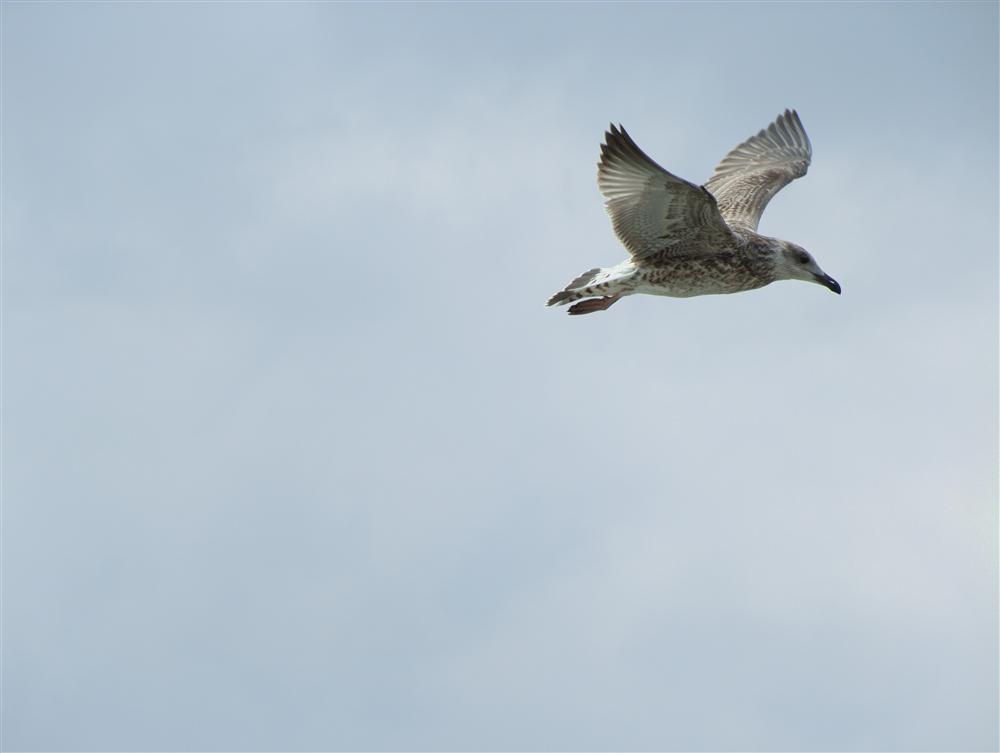 Cattolica (Rimini) - Giovane gabbiano reale in volo