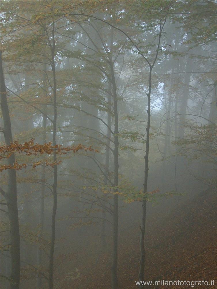 Biella (Italy) - Wood in the morning fog under the Sanctuary of Oropa