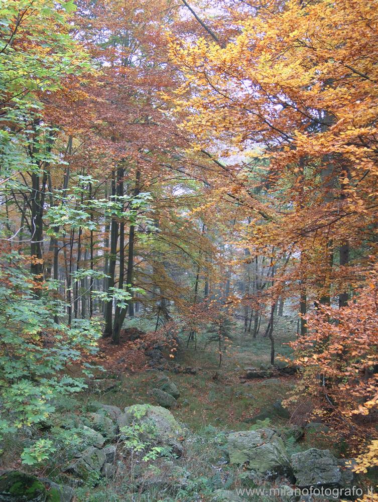 Biella - Bosco autunalle sopra al Santuario di Oropa