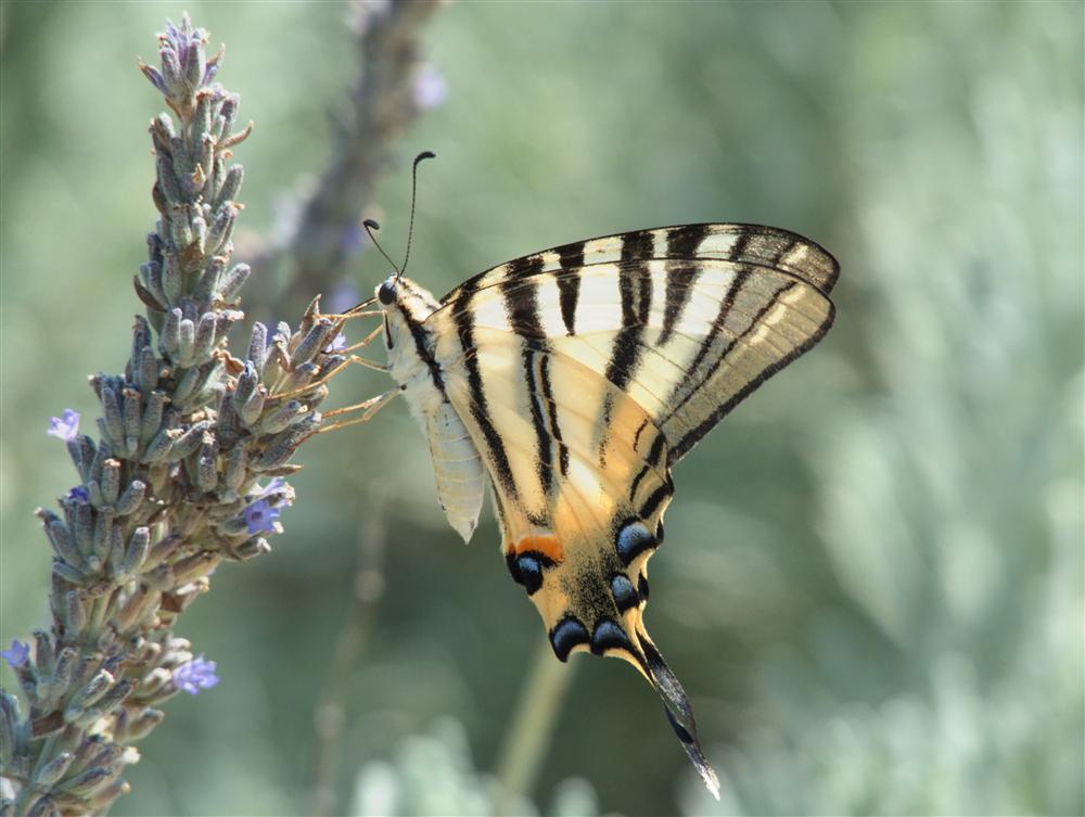 Corfù (Grecia) - Farfalla (Papilio machaon)