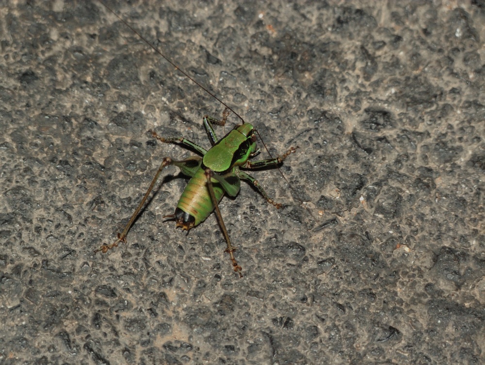 Korfu (Greece) - Grashopper (unknown species)
