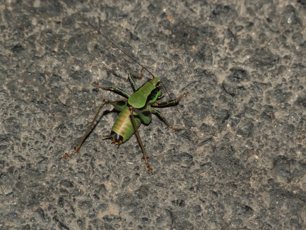 Corfù (Grecia) - Cavalletta (specie non individuata)