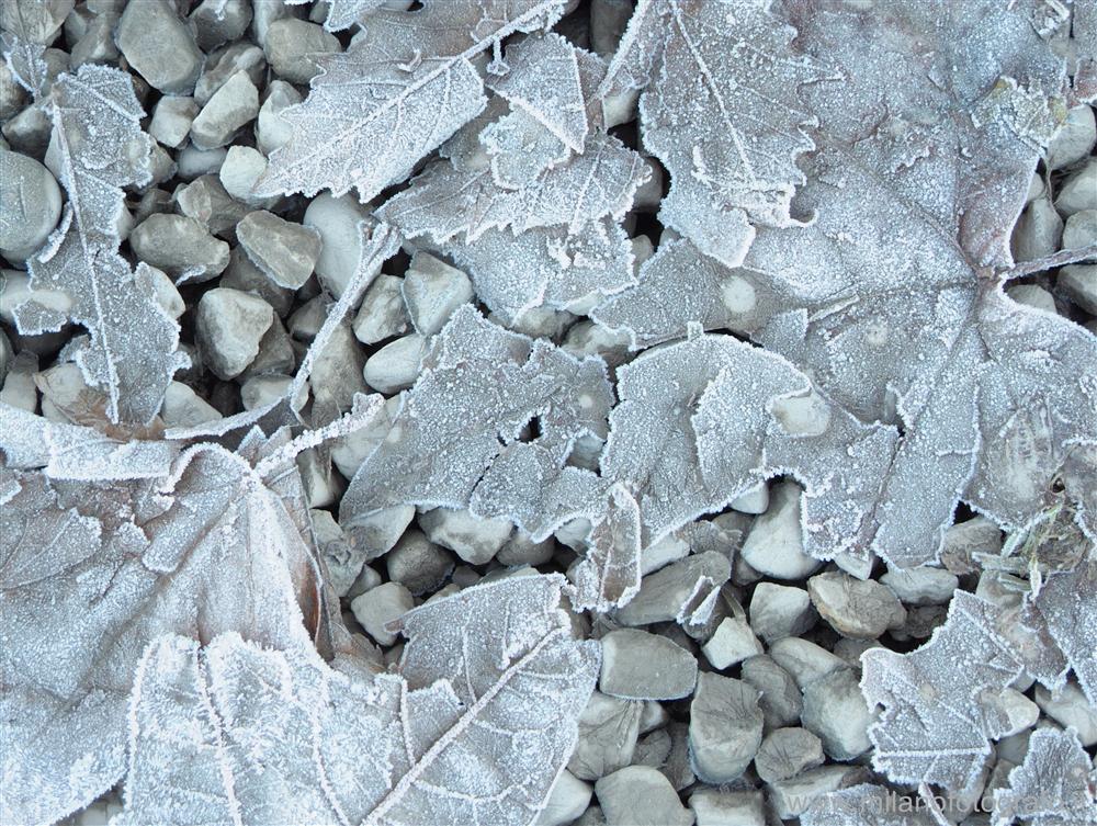 Carisio (Vercelli, Italy) - Dead leaves covered with frost