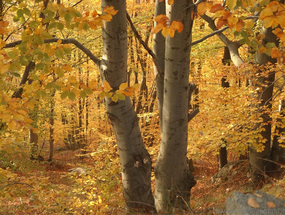 Panoramic Road Zegna (Biella, Italy) - Autumn woods at Zegna Panoramic Road