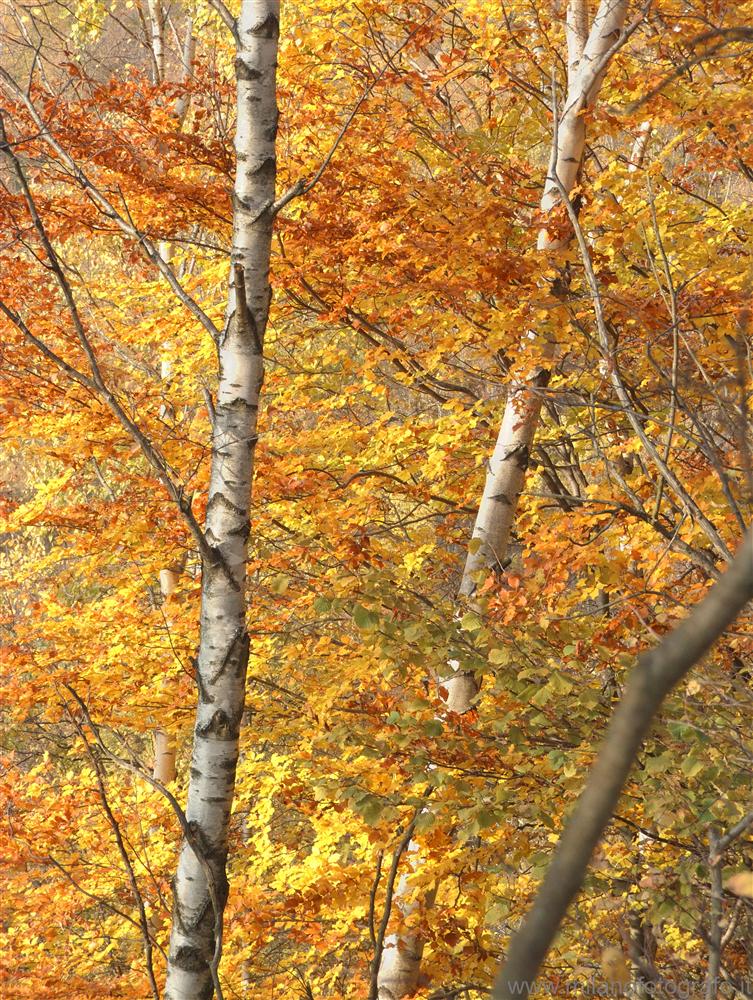 Panoramic Road Zegna (Biella, Italy) - Birchs in autumn