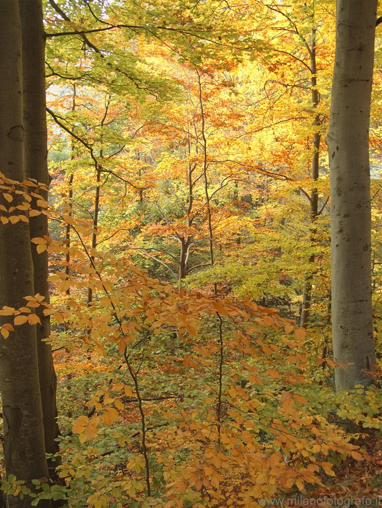 Panoramic Road Zegna (Biella, Italy) - Autumn beeches