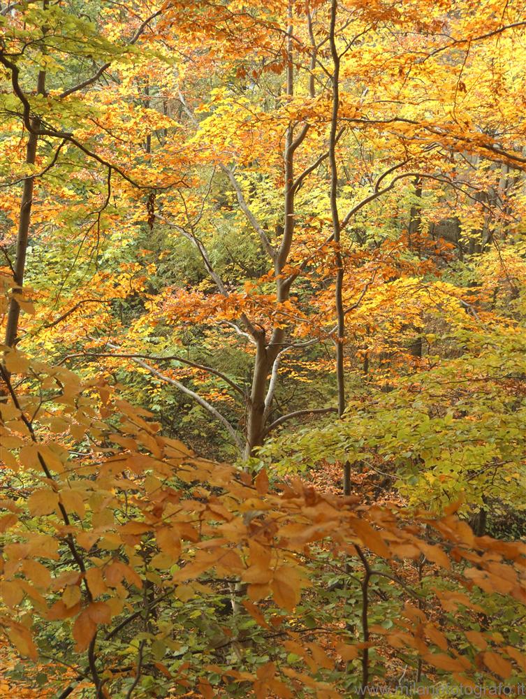 Panoramica Zegna (Biella) - Colori del bosco in autunno