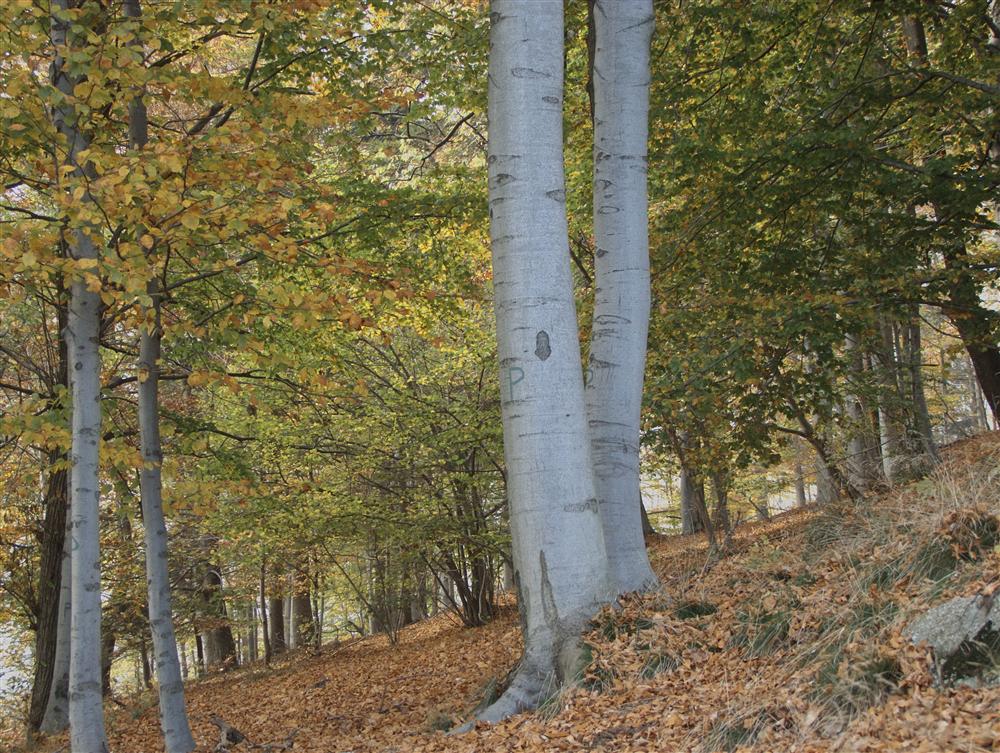 Piaro (Biella) - Colori autunnali nei boschi sopra Biella