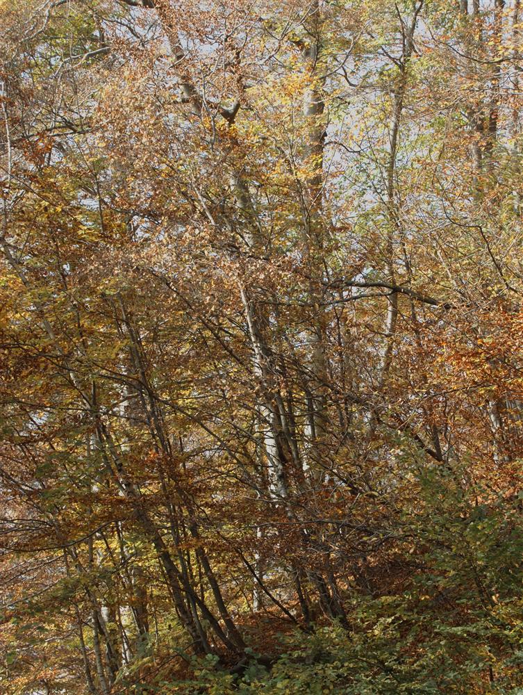 Piaro (Biella) - Bosco sopra Biella in autunno