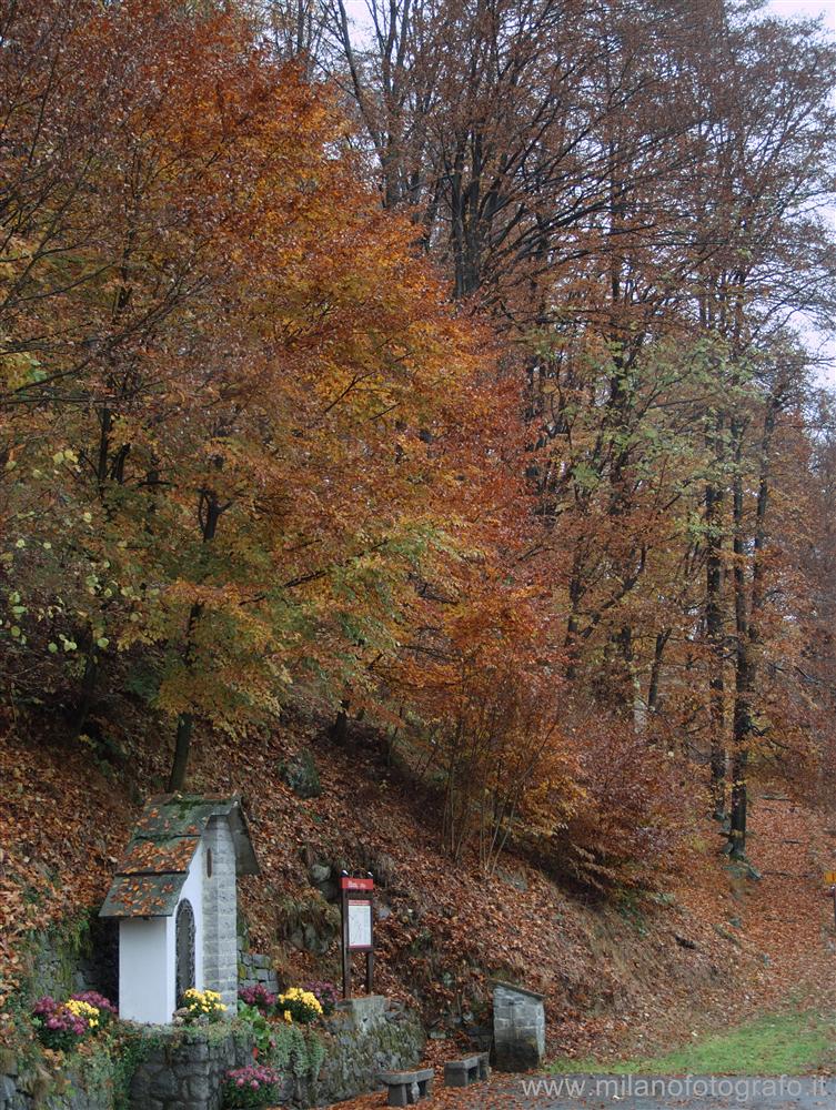 Campiglia Cervo (Biella) - Colori autunalli del bosco presso Campiglia Cervo (Biella)