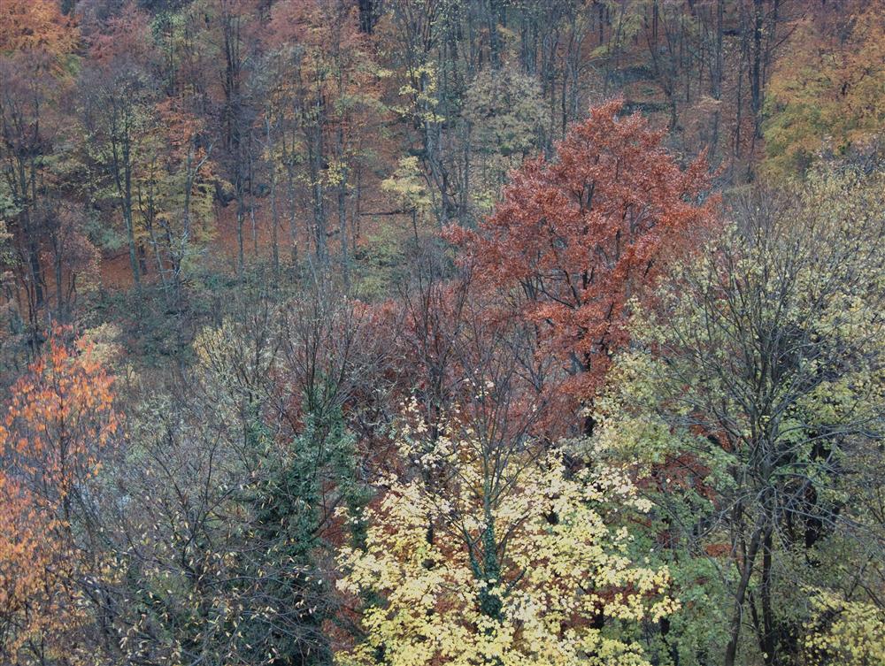 Campiglia Cervo (Biella) - Alta valle del Cervo: colori autunnali del bosco