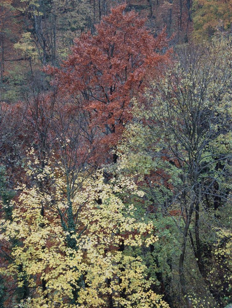 Campiglia Cervo (Biella, Italy) - High Cervo Valley; authumn's colors