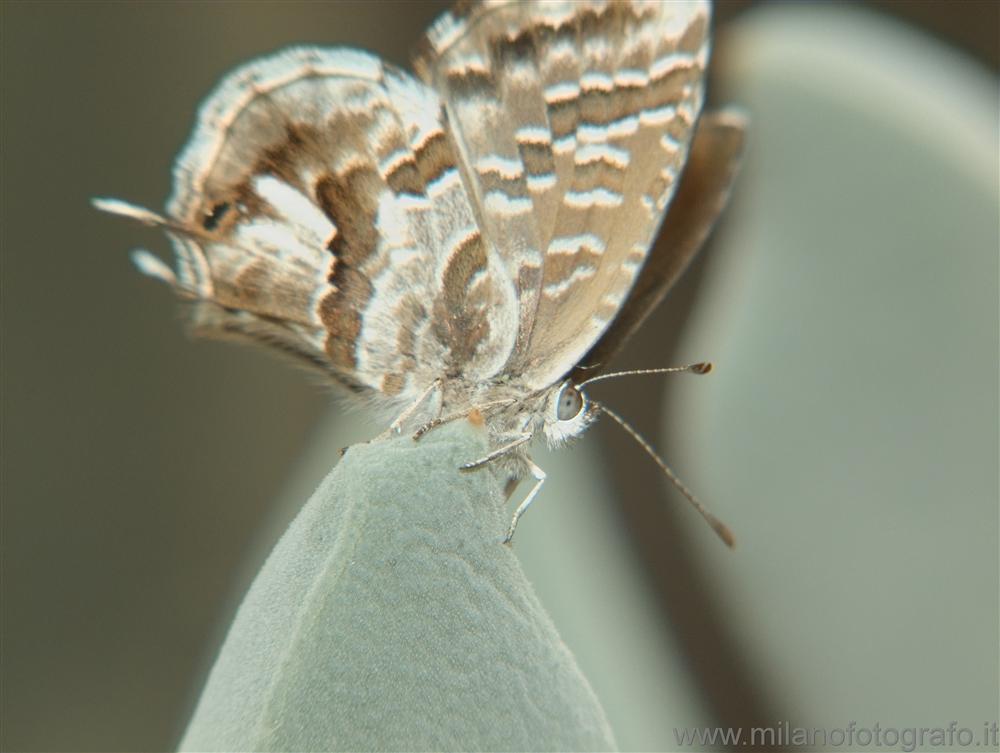 Milan (Italy) - Butterfly on succulent plant