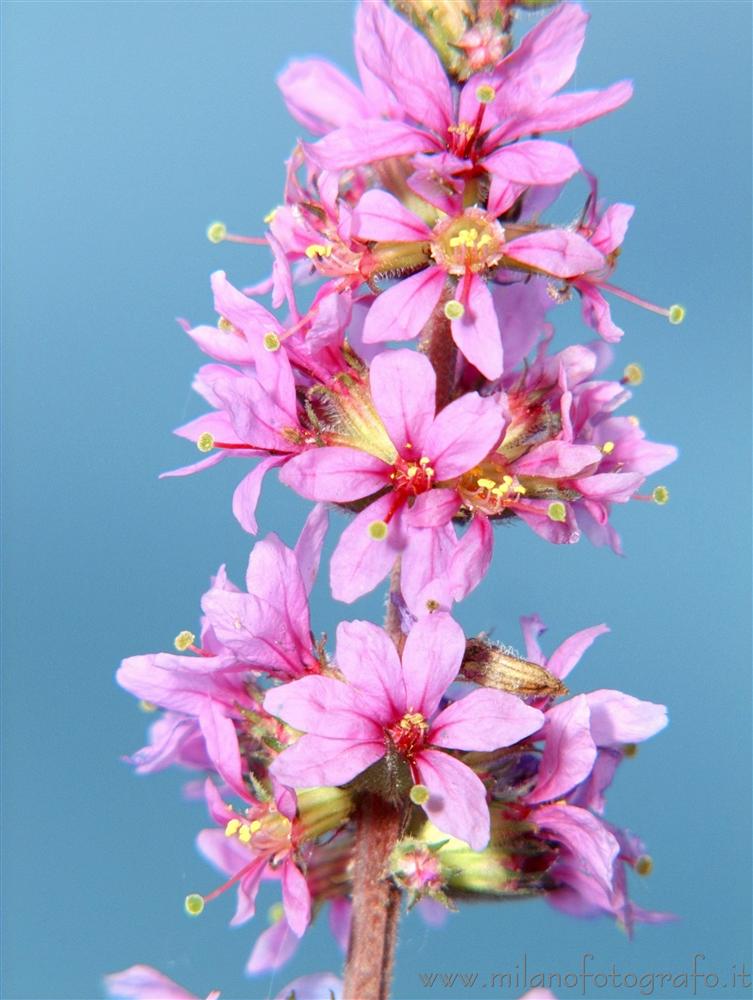 Cadrezzate (Varese, Italy) - Summer flowers on the border of Lake Monate