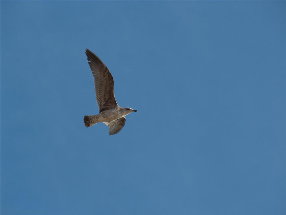 Ventimiglia (Imperia) - Giovane gabbiano reale in volo