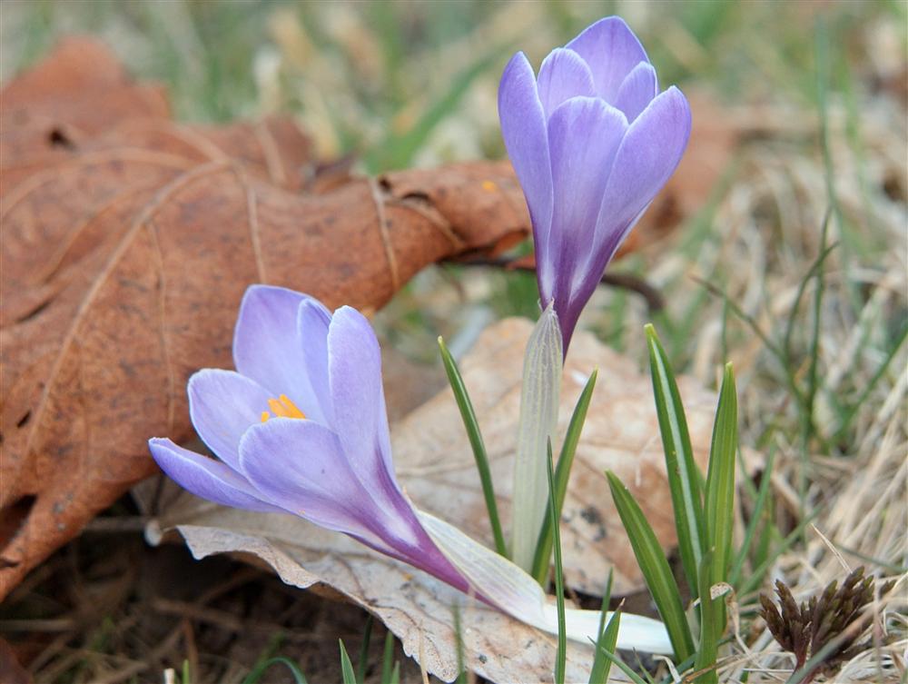 Biella, Italy - Wild crocus flowers in the meadows around the Sanctuary of Oropa