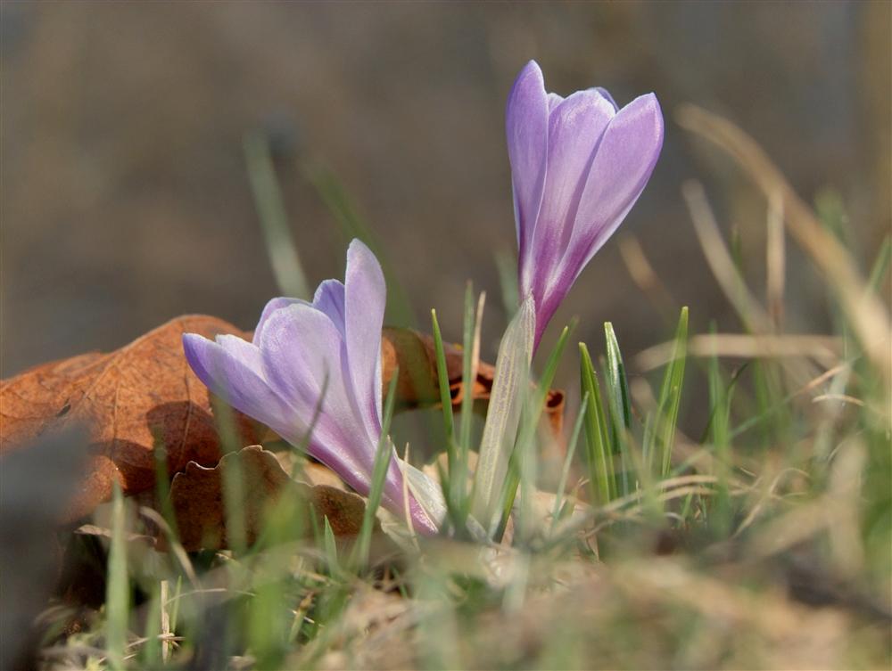 Biella, Italy - Violet wild crocus flowers in the meadows around the Sanctuary of Oropa