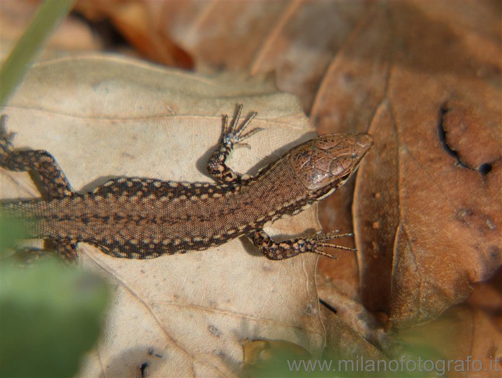 Rosazza (Biella, Italy) - Lizard