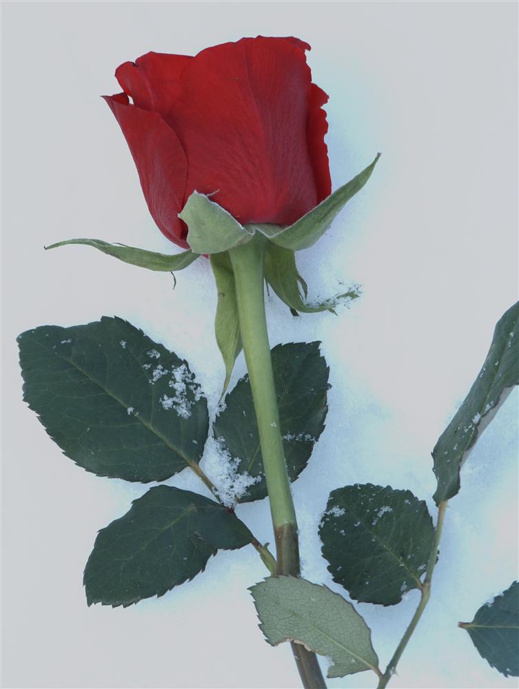 Biella (Italy) - Rose on the snow at the Sanctuary of Oropa