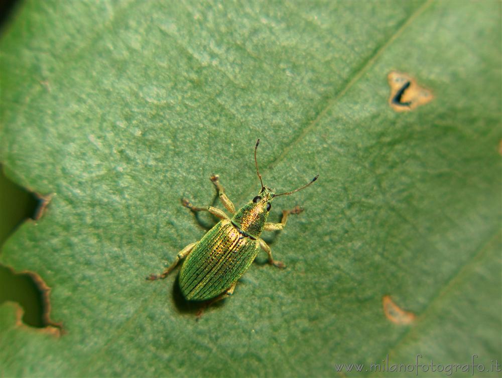Cadrezzate (Varese, Italy) - Curculionid beetle of the genus 
Phyllobius