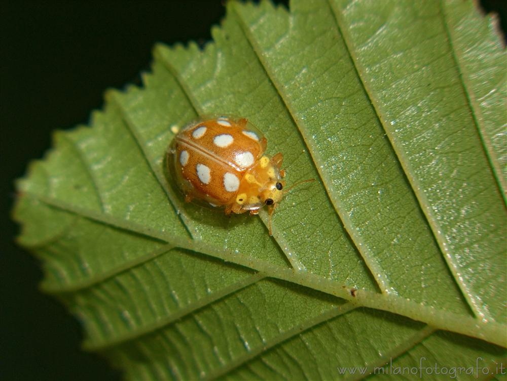 Cadrezzate (Varese) - Coleottero coccinellide Halyzia sedecimguttata