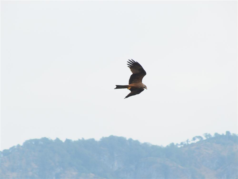 Lenno (Como) - Nibbio bruno in volo