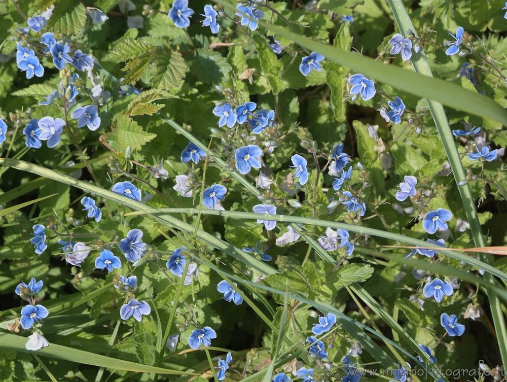 Zavatterello (Pavia, Italy) - Blue spring flowers