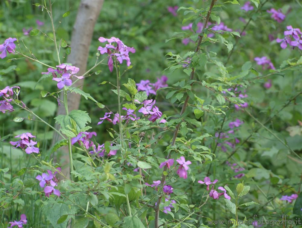 Zavatterello (Pavia, Italy) - Spring flowers