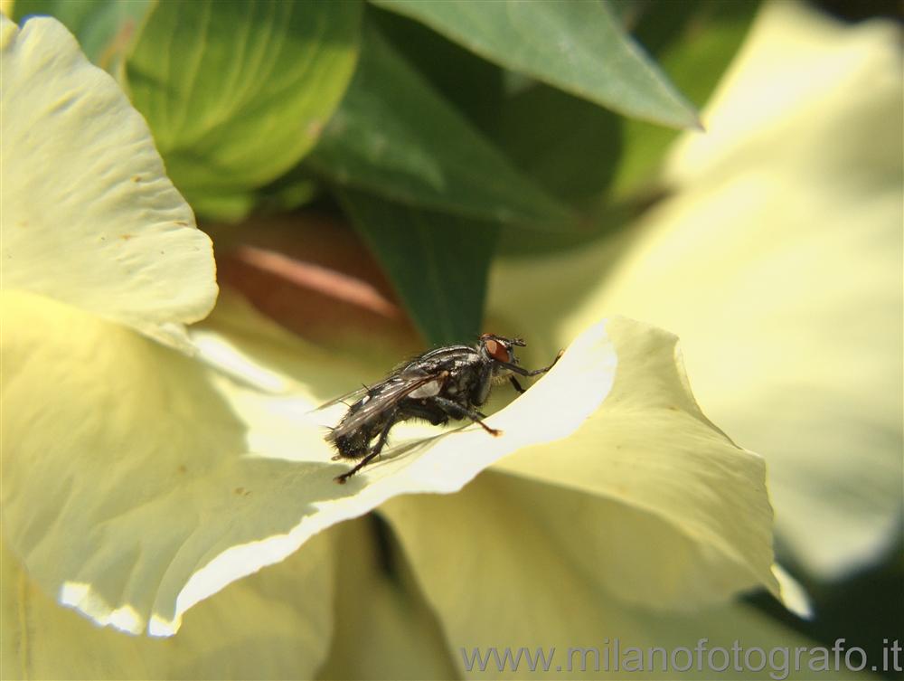 Minoprio (Como) - Mosca su un petalo di peonia