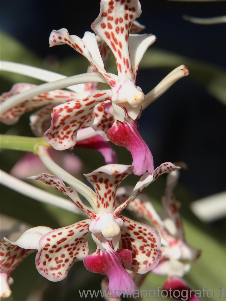 Milan (Italy) - Orchids