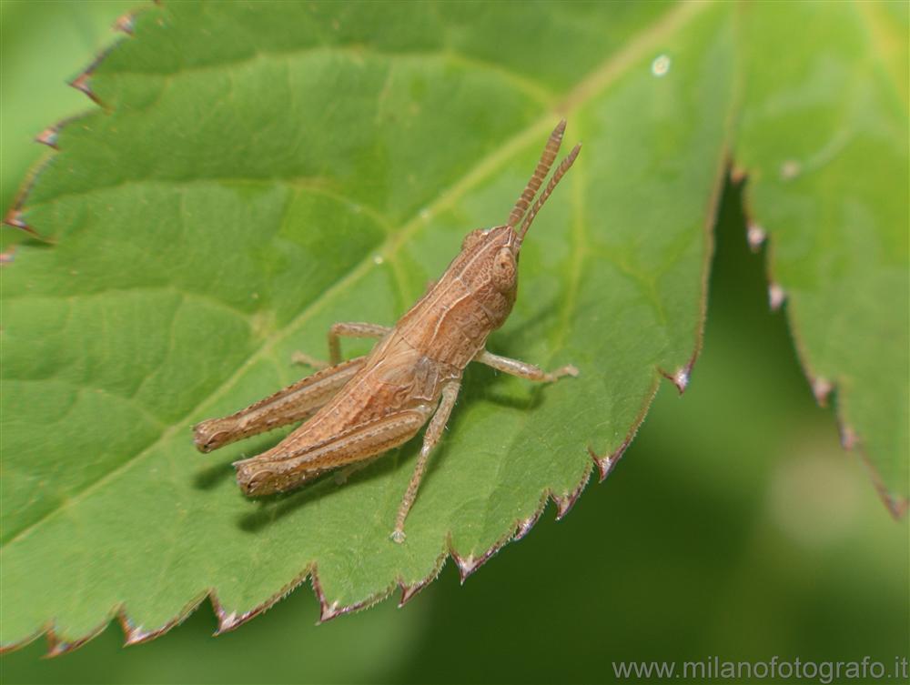 Campiglia Cervo (Biella) - Giovane neanide di cavalletta di specie non identificata