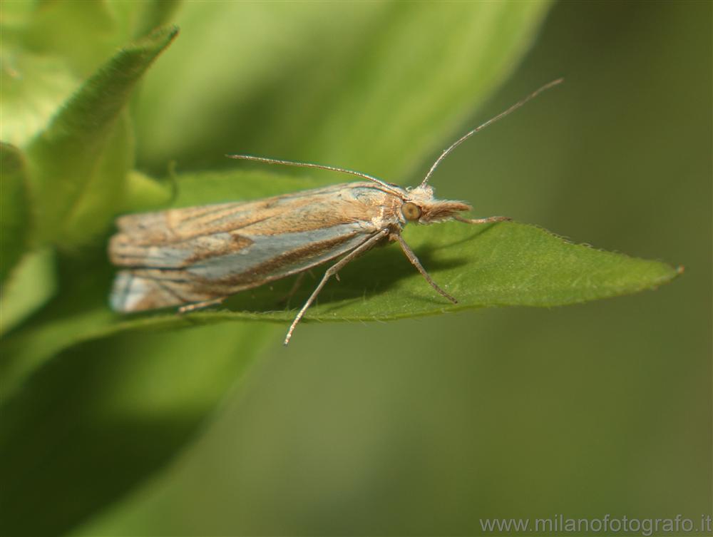 Campiglia Cervo (Biella, Italy) - Small grassmoth