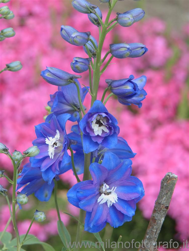 Campiglia Cervo (Biella, Italy) - Delphinium flowers