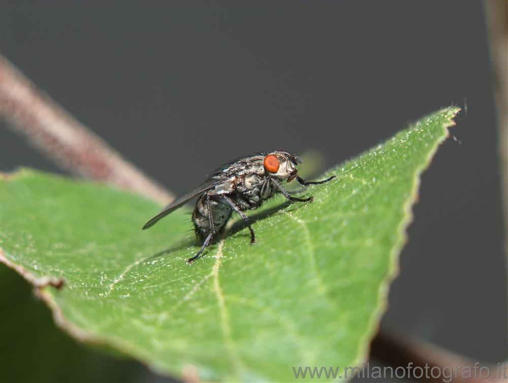 Campiglia Cervo (Biella, Italy) - Fly