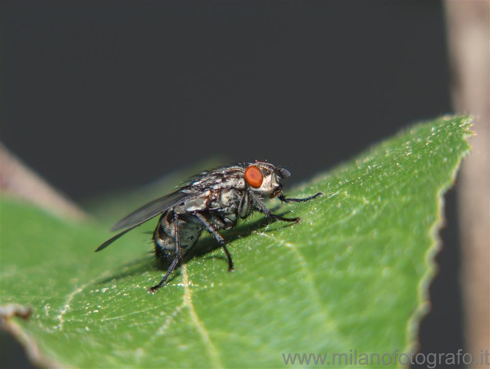 Campiglia Cervo (Biella) - Mosca