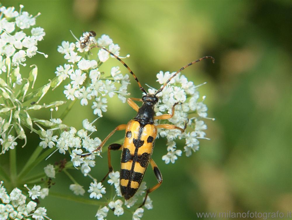 Campiglia Cervo (Biella) - Coleottero cerambicide (Strangalia maculata ?) su ombrellifera