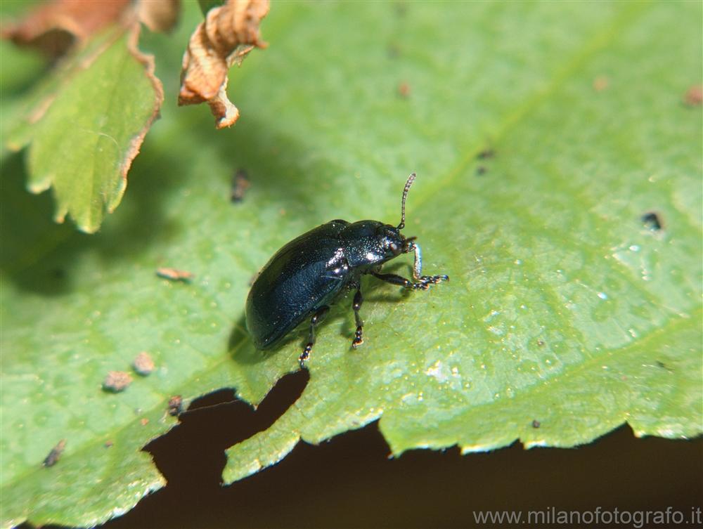 Cadrezzate (Varese) - Coleottero crisomelide di specie non identificata con certezza