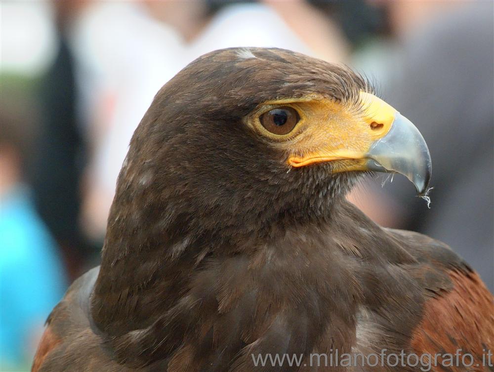 Milan (Italy) - Harris's Hawk
