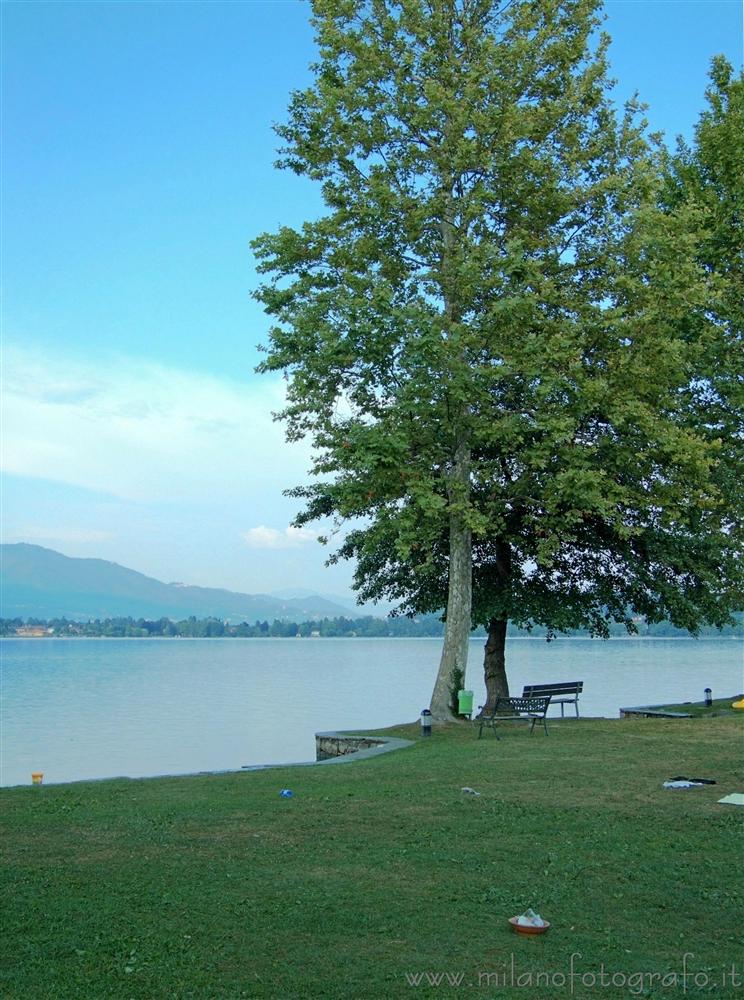 Cadrezzate (Varese) - Albero davanti al Lago di Monate