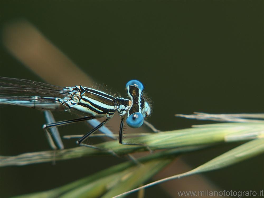 Vaprio d' Adda (Milan, Italy) - Probably male Platycnemis pennipes?