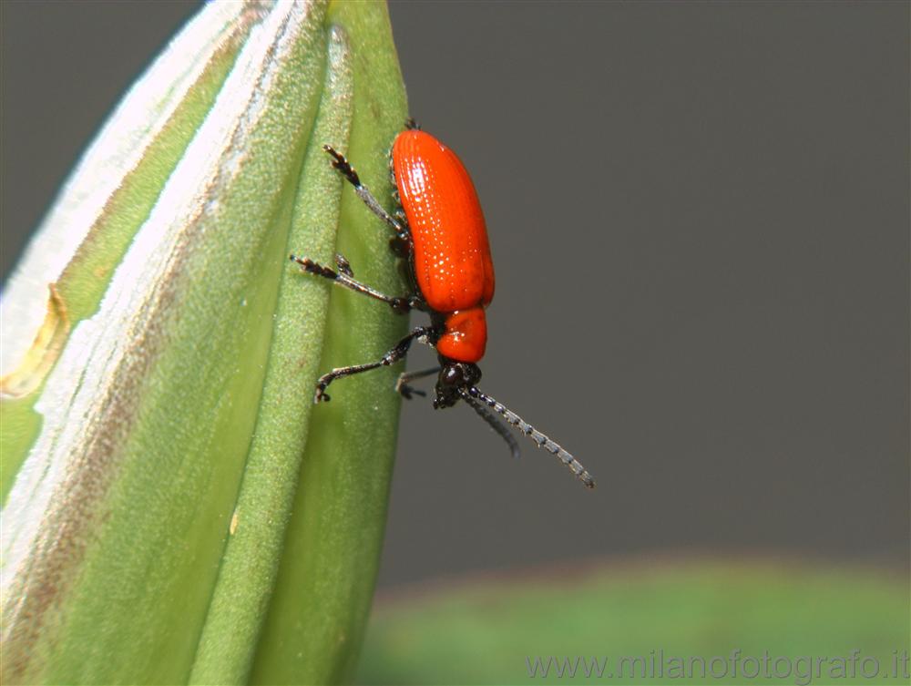 Campiglia Cervo (Biella) - Probabilmente Lilioceris lilii