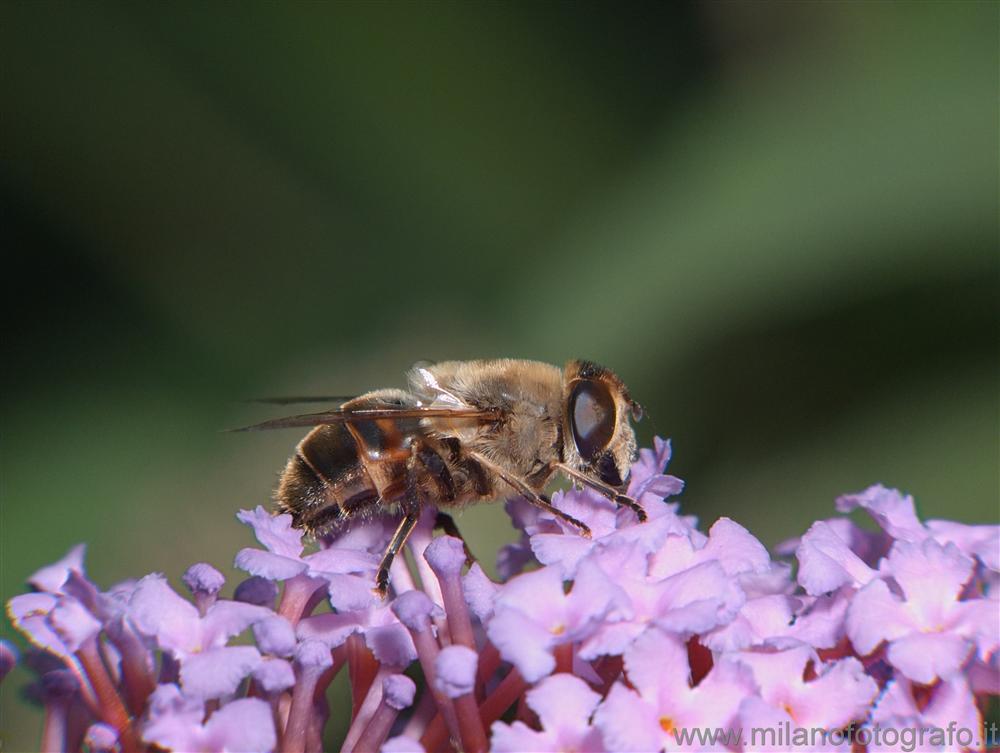 Cadrezzate (Varese) - Eristalis tenax (probabilmente)