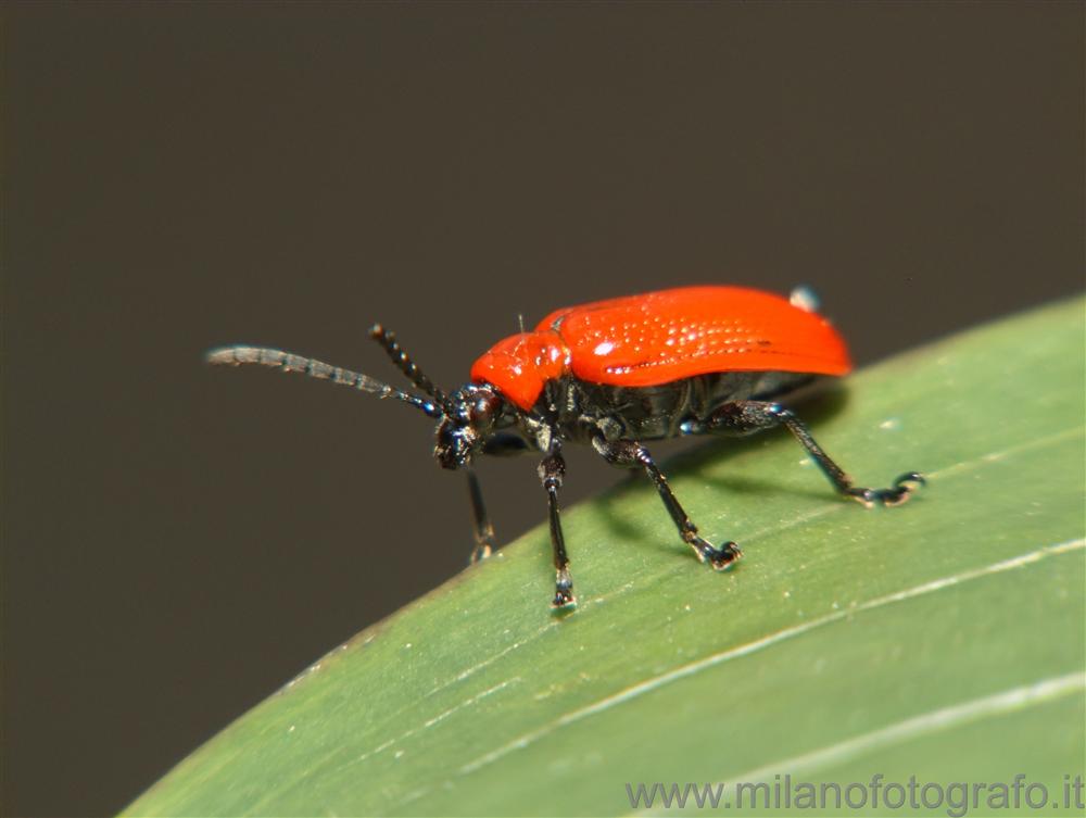 Campiglia Cervo (Biella) - Probabilmente Lilioceris lilii