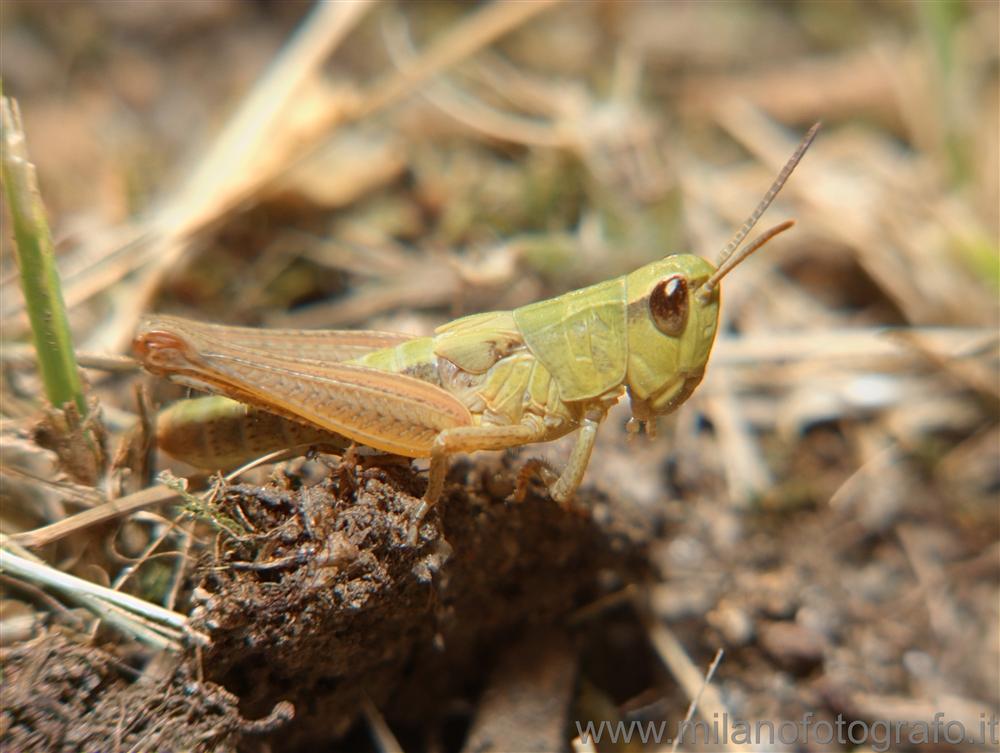 Campiglia Cervo (Biella, Italy) - Young grasshopper