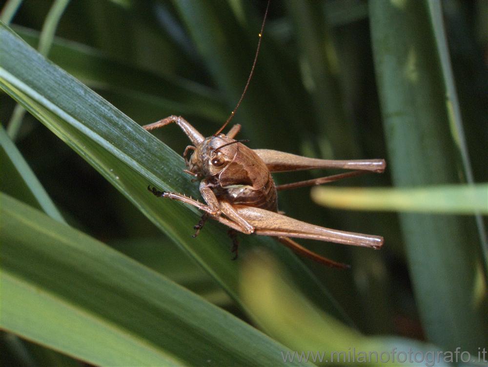 Campiglia Cervo (Biella, Italy) - Grasshopper