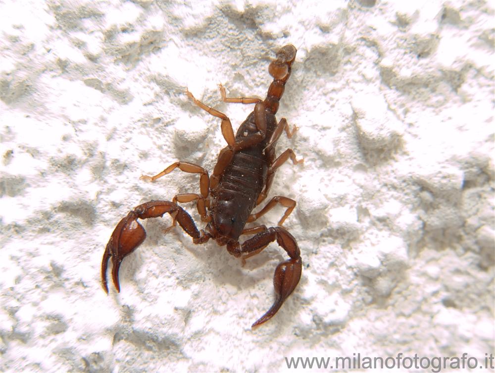 Campiglia Cervo (Biella, Italy) - Small skorpion