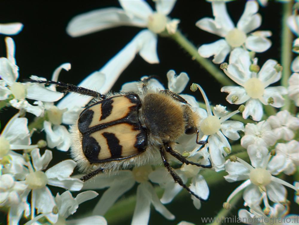 Rosazza (Biella, Italy) - Trichius fasciatus