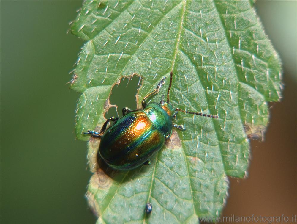 Rosazza (Biella) - Crisomelide di specie non identificata