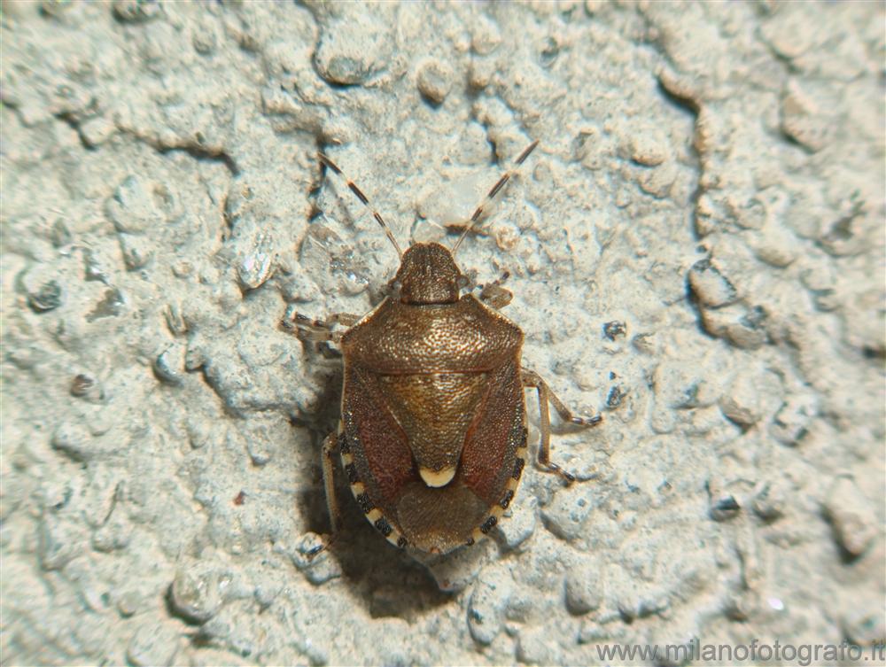 Valmosca fraction of Campiglia Cervo (Biella, Italy) - Bug immature