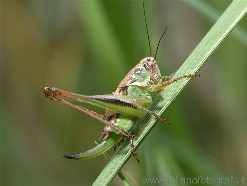 La Balma (Biella, Italy) - Young grashopper